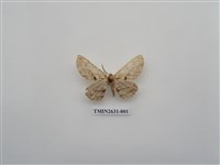 藏品(尺蛾153)的圖片